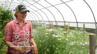 Overwinter Flowers Tunnel : Nigella