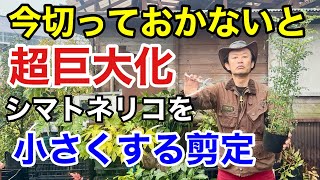 【必ずここを切る事】シマトネリコをコンパクトにする剪定方法教えます　　　　　【カーメン君】【園芸】【ガーデニング】【初心者】