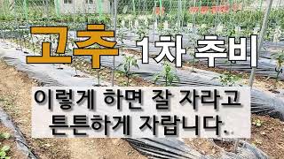 고추 1차 추비 이렇게 하면 잘 자라고 튼튼하게 자랍니다. #주말농장 고추 가꾸기.