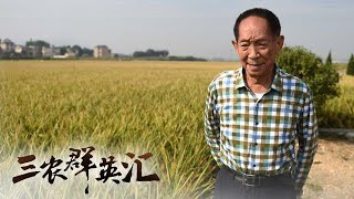 “禾下乘凉梦”与“杂交水稻覆盖全球梦”，他带领中国杂交水稻一次次地刷新产量奇迹丨「三农群英汇」20221016