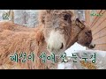 what is the baby donkey’s reaction when he sees snow for the first time in his life