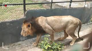 Lion Safari in Chennai - Vandalur zoo