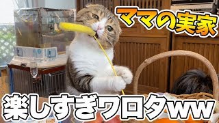 ママの実家を満喫する猫