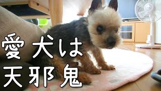 【ヨークシャテリア】呼んでも来ないけど離れない天邪鬼なヨークシャテリア【Yorkshire terrier】