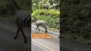 Zebras fogem e passeiam por cidade #Shorts