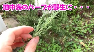 【美味しい雑草】道端に高級ハーブが生えてたので地中海の味を楽しむ