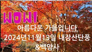 2024년11월13일 내장산&백양사 가을 스케치입니다🍁🍂