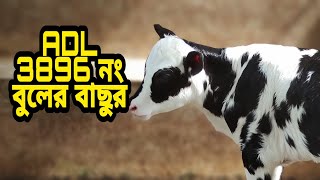 ADL ৩৮৯৬ বুলে বকনা বাছুর।ADL Semen।Shikkhito Uddokta।