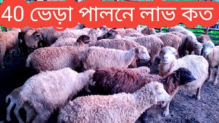 40 টা ভেড়া পালনে বিদেশের টাকা দেশেই উপার্জন সম্ভব/40 টা ভেড়া পালনে কত লাভ/sheep farming/varar dam