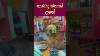 බලන්න මේ මුදලාලි කරන බලු වැඩේ 😂 #puduma #jokes #shorts