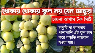 চায়না আগাম টক মিষ্টি কুল।।Adhunik Krishi Agro Farm।।কৃষক আকিদুল