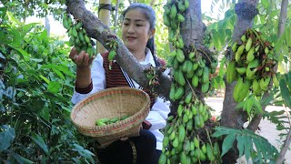 Pick Bilimbi Fruit / Bilimbi Fruit Recipe / Prepare By Countryside Life TV.