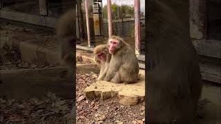 高尾山さる園【ワサビくんのデート】【Snow monkey】 #ニホンザル #japanesemonkey #動物 #snowmonkey #動物園 #monkey