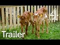 TRAILER | Meat the Family | Watch on All 4