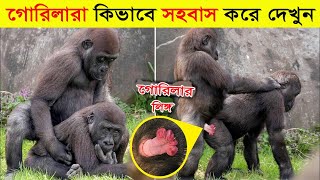 দেখুন গরিলারাও মানুষের মত কিভাবে সহবাস করে/Some Unknown Facts About Gorilla In Bangla/Gorilla Life