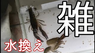 ザリガニの水替え（ザリガニ飼育）