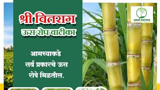 co 14012 Avani Coimbatore sugar breeding institute new variety #7875709675 #sugarcanevariety #redrot