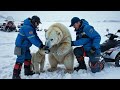 🆘 baby polar bear’s heart wrenching cry – mother trapped in ice only moments left to save her 🆘