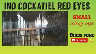 eno red eyes cockatiel | eno red eyes cocktail sound