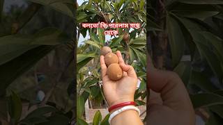 বলতো কি পারলাম গাছ থেকে #shorts #viralvideo