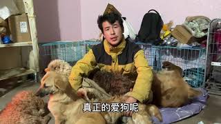 2021-3-11 Stray dogs rescue in Wuhan China  被网络喷子投诉说我养42条流浪狗卖狗肉，看发生了什么？