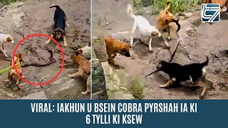 VIRAL: IAKHUN U BSEIN COBRA PYRSHAH IA KI 6 TYLLI KI KSEW