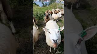 goats funny video | sheep / sheep farming/goat farming #shorts#viral #viralshort #trending #goat