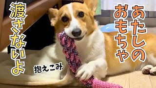 新しいおもちゃはすぐに抱えこんでキープします【コーギー】