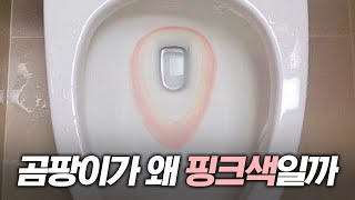 화장실 핑크 곰팡이의 정체