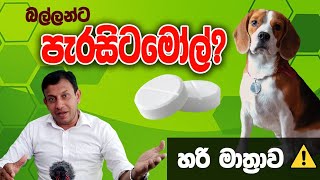 බල්ලන්ට පැරසිටමෝල් දෙන ආරක්ෂිත ක්‍රමය... paracetamol for dogs Dr Anura Dissanayake