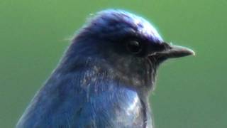 オオルリ (Blue-and-white Flycatcher) : （　霧島山の野鳥集より )