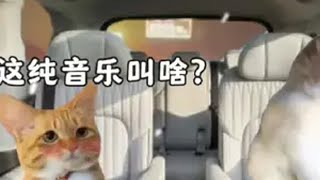 当真爱降临时，希望上天给我放一首hold on音乐分享 猫meme