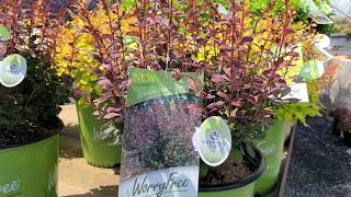 Berberis Worry Free® Crimson Cutie® // Non-Invasive Barberry! Compact, BEAUTIFUL, Easy to Grow