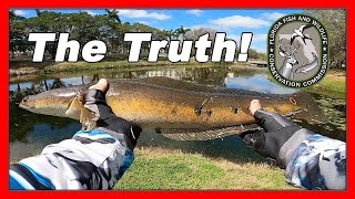 The Truth About Bullseye Snakehead. What you should do if you catch one in South Florida.