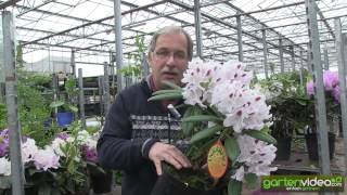 Rhododendron Hybride Calsap