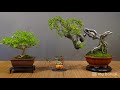 千年神木之作∣2019林慶祥盆景藝術師生聯展∣上篇∣請點選字幕 bonsai exhibition