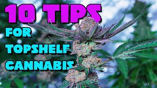 10 Tips for Growing Top Shelf Weed [How to Grow High-Quality Cannabis!]