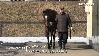 01/21　ハイアーラヴ'18（父ジャスタウェイ　母父Sadler's Wells）歩き