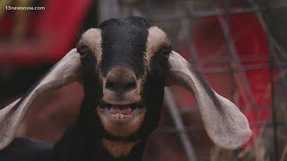 Marine uses goats to overcome cancer and PTSD