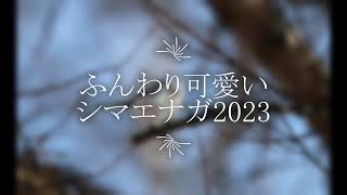 TVでも話題になってる可愛い雪の妖精シマエナガ2023