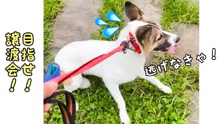 【元野犬】譲渡会デビューまでの道