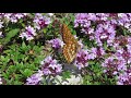 asian fritillary euphydryas intermedia wolfensbergeri