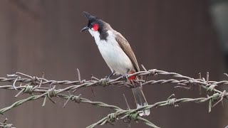 Red-whiskered Bulbul - Pycnonotus jocosus