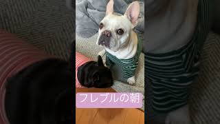 寝ぼけた朝のフレブル　　#フレンチブルドッグ #frenchbulldog #フレブル