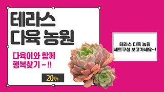 👩‍🌾 테라스 다육 농원 세트 특가 이벤트 🎁 ㅣ 테라스 다육 농원/010-2731-0026