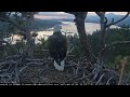 the queen s morning greeting to the valley fobbv cam big bear bald eagle live nest cam 1