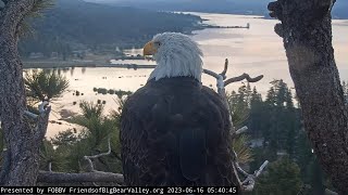 The Queen's morning greeting to the valley FOBBV CAM Big Bear Bald Eagle Live Nest - Cam 1