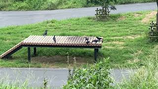 多摩動物公園 ライオンのエサに近づくカラスたち