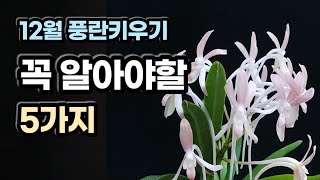 (전체영상)12월의 풍란관리 휴면과 성장