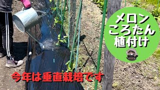 緑肉メロンところたんの植付けしました【メロン】【ころたん】【定植】【家庭菜園】